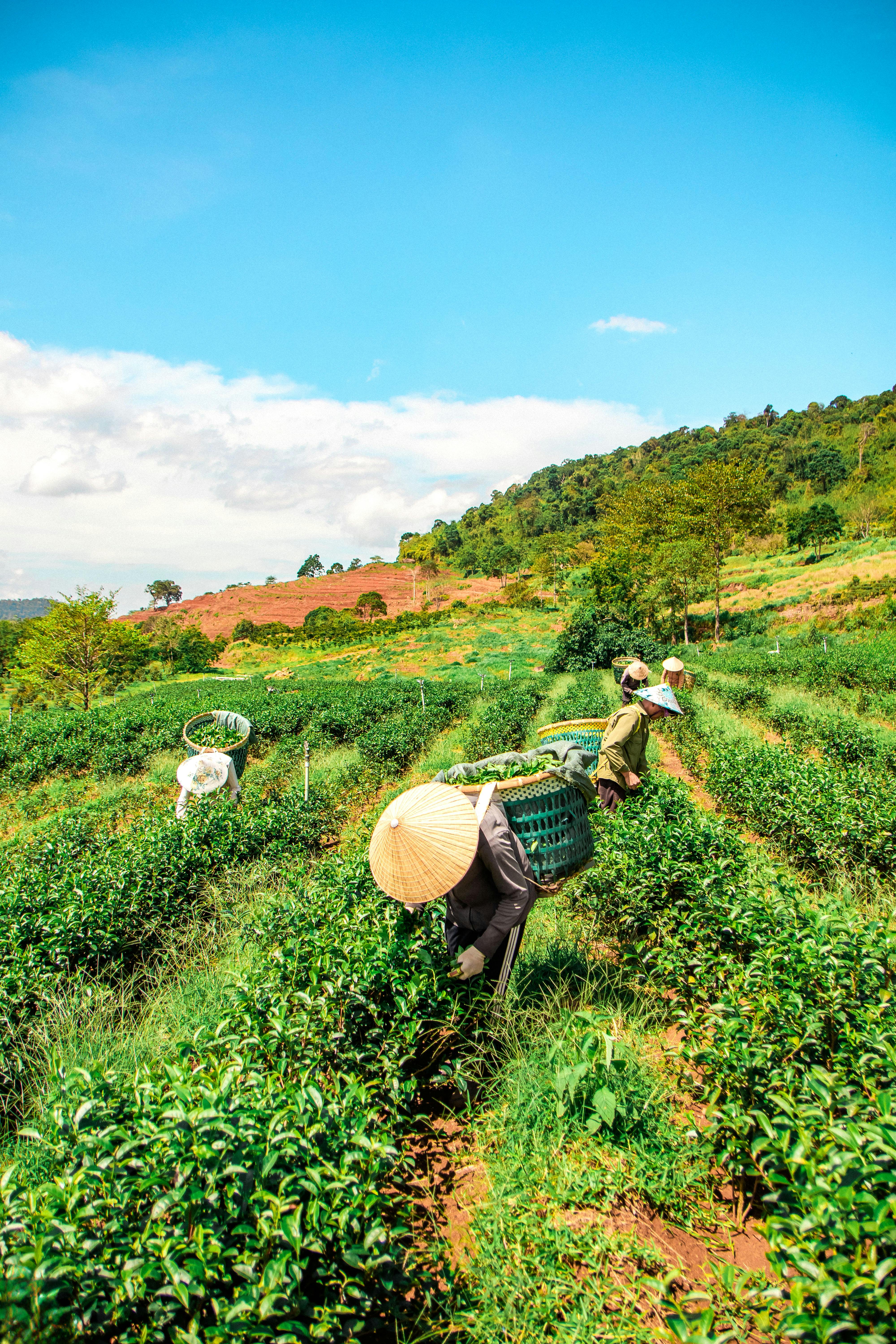 Local Teas Factory